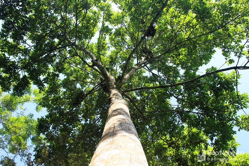 Mạo hiểm, liều mạng nghề ăn cơm dưới đất, hái trám "trên trời" - 1 Mạo hiểm, liều mạng nghề ăn cơm dưới đất, hái trám "trên trời" - 1