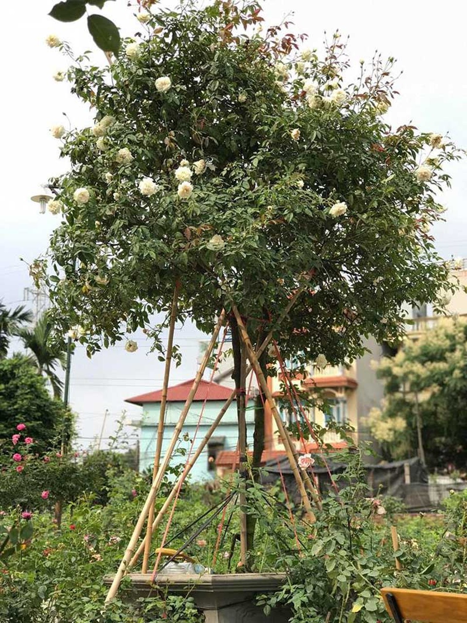 1.000 m2 trồng ngàn cây hoa hồng: Đất vàng Hồ Tây trồng hoa ngắm chơi - 2 1.000 m2 trồng ngàn cây hoa hồng: Đất vàng Hồ Tây trồng hoa ngắm chơi - 2