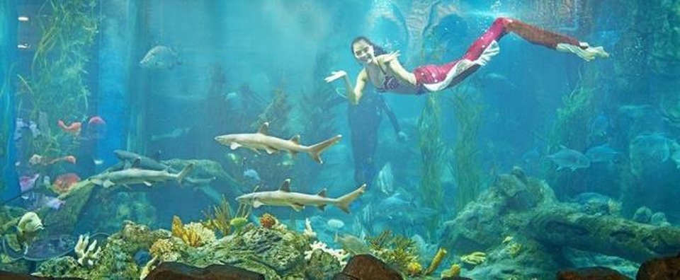 Múa lân sư thủy cung và vũ điệu tiên cá là những món quà Vinpearl Land đặc biệt mang tới cho các em nhỏ mùa Trung thu. Nguồn: Vinpearl Land