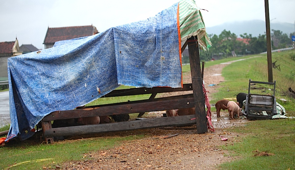 Nước lũ dâng ngang mái nhà, lút đến cổ người dân - 13 Lợn được đưa lên bờ đê tránh lũ.