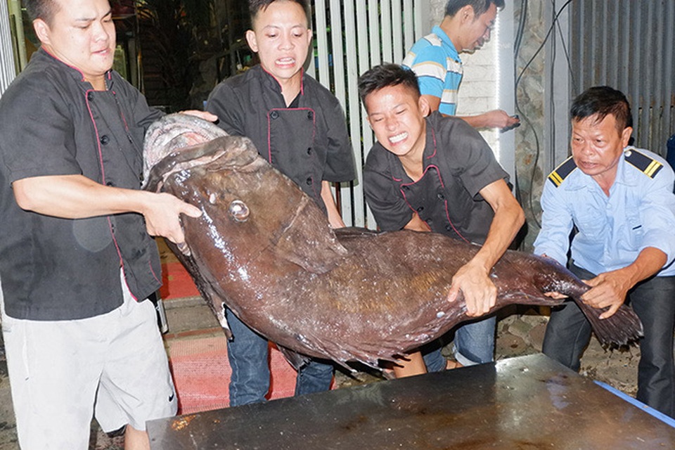 Bong bóng cá sủ vàng 1 tỷ đồng/kg: Đại gia đặt tiền, chờ cả năm trời - 3
4 người mới khiêng nổi con cá mú “khủng”