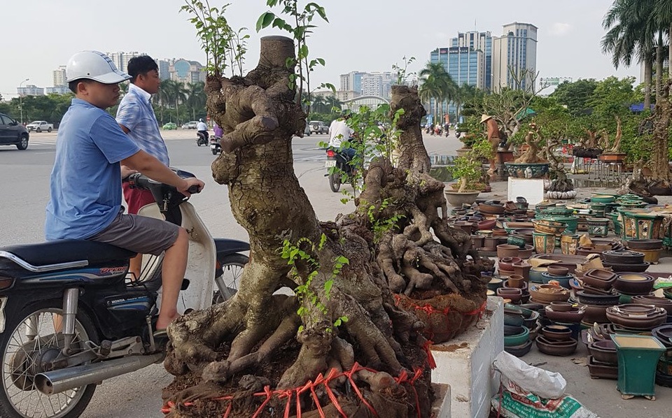 
Khế gân là loại khế chua, cho quả sai, cũng là loại cây cảnh được giới chơi cây miền Nam đánh giá cao
