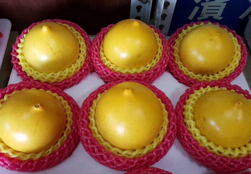 Vú sữa vàng ươm: Lạ mắt giá chát 350 ngàn đồng/quả - 3
Dù giá khá cao so với vú sữa Việt Nam, song vú sữa Đài Loan vẫn thường xuyên cháy hàng