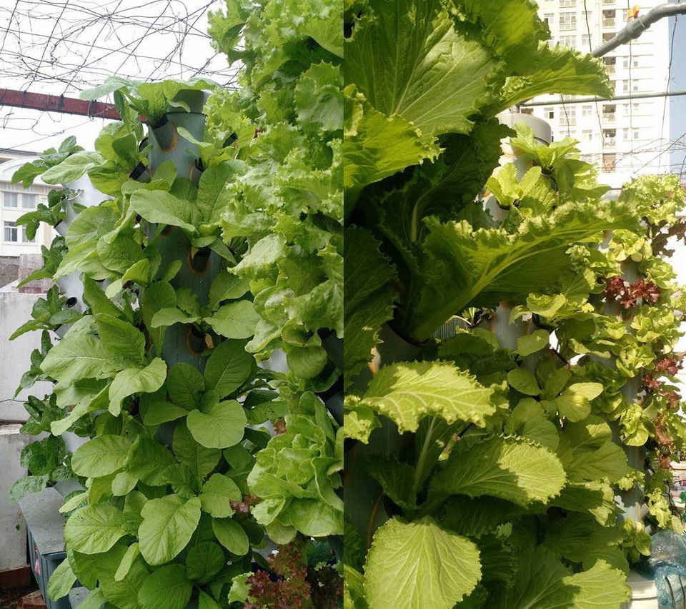 Kỳ lạ: Trồng rau trên cột nhựa, vườn cây mọc nghiêng trên lưng trời - 3
Các trụ rau này được trồng đủ loại rau khác nhau, từ ăn lá đến lấy củ,...