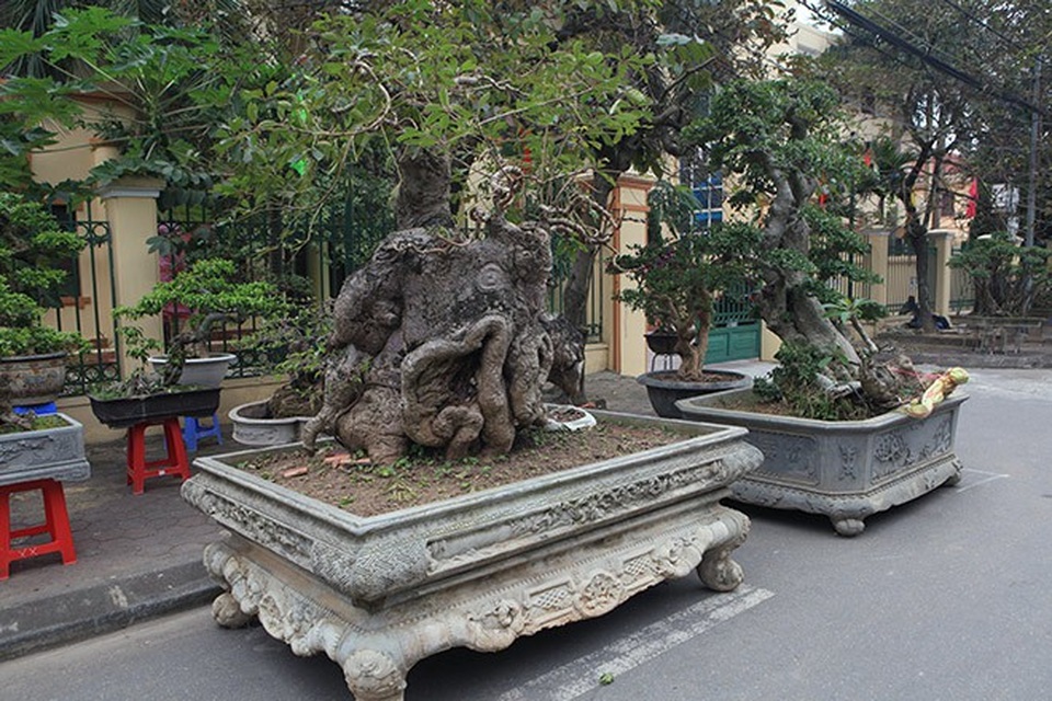 "Kỳ hoa dị thảo" dồn dập đổ về Hà Nội, dân chơi cây cảnh phát sốt - 1
Hàng trăm cây cảnh với hình thù kì quái và độ “khủng” về kích thước đang được chuyển về sân vận động huyện Phúc Thọ (Hà Nội) chuẩn bị cho Triển lãm Sinh vật cảnh huyện Phúc Thọ lần II (diễn ra từ ngày 06-19/12/2017). Theo BTC, triển lãm lần này là nơi hội tụ những tác phẩm sinh vật cảnh tiêu biểu Việt Nam.