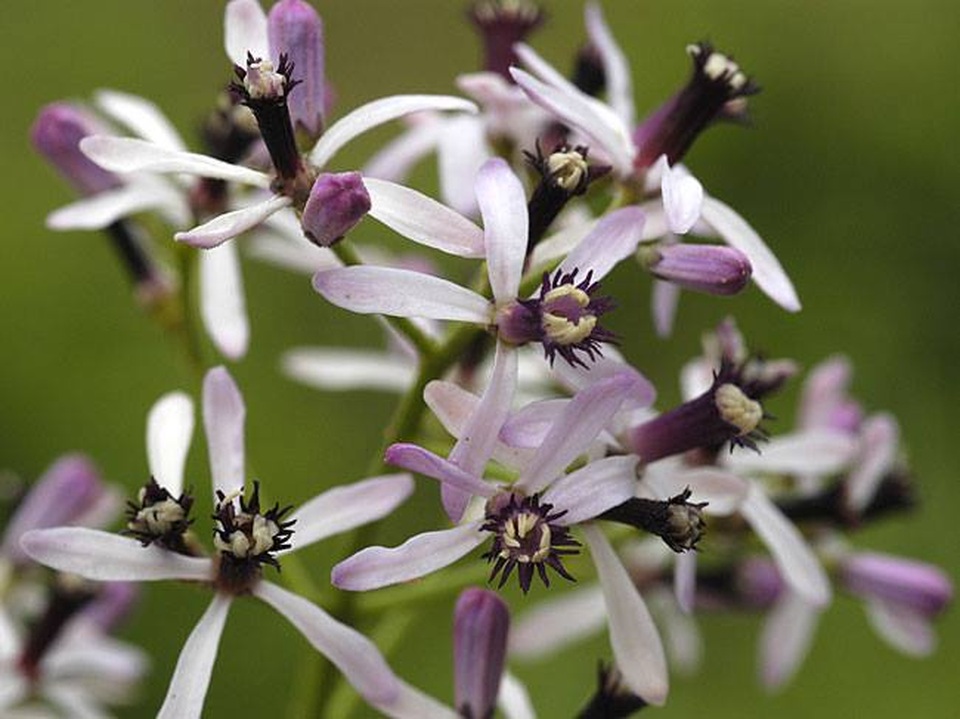 Hoa xoan dịu dàng gợi nhớ tuổi thơ - 20