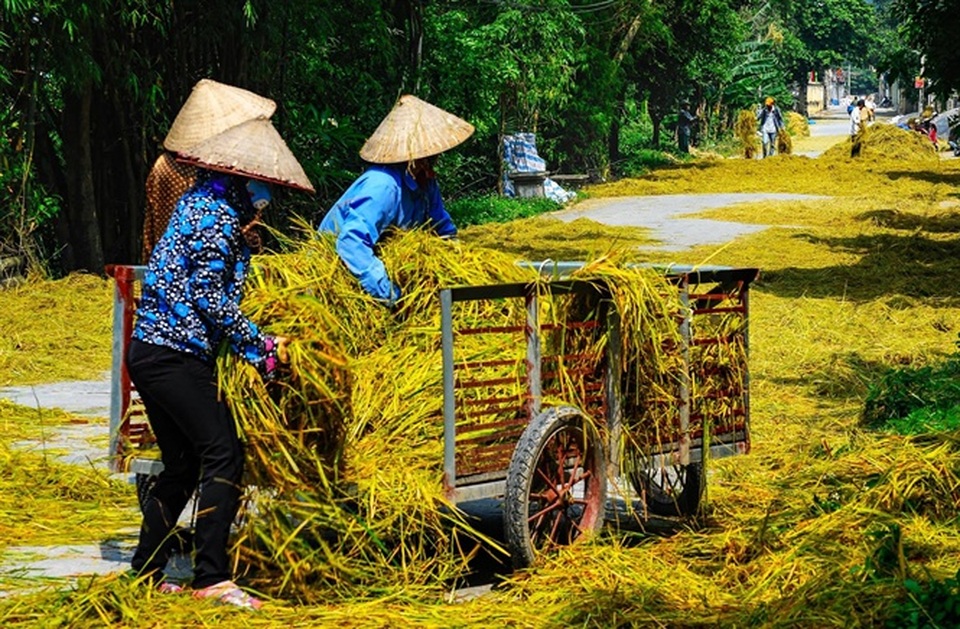 Ninh Bình được mùa: Những bức tranh tuyệt đẹp đầy màu sắc - 7 Ninh Bình được mùa: Những bức tranh tuyệt đẹp đầy màu sắc - 7