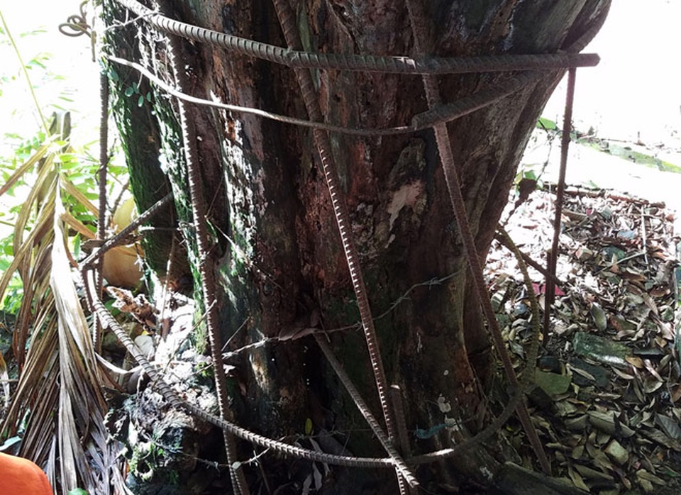 Lớp vỏ ở gốc đã bong hết, nhiều đoạn đã mục ruỗng