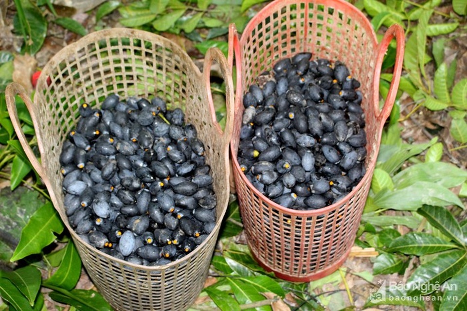 Mạo hiểm, liều mạng nghề ăn cơm dưới đất, hái trám "trên trời" - 7 Mạo hiểm, liều mạng nghề ăn cơm dưới đất, hái trám "trên trời" - 7