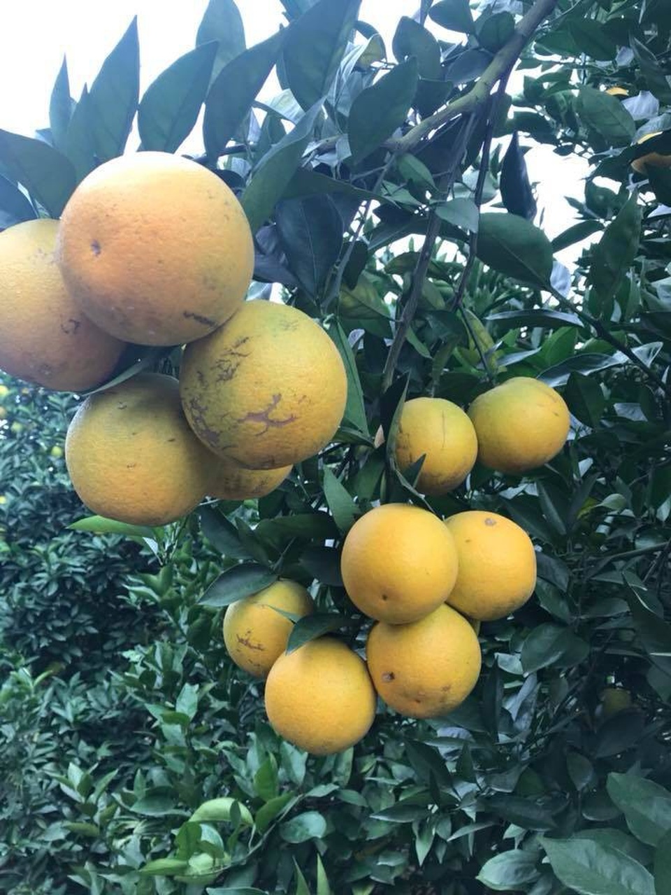 Siêu độc: Một cây cam Vinh "vỡ kế hoạch" có 1.000 quả, trả 20 triệu đồng - 7 Siêu độc: Một cây cam Vinh "vỡ kế hoạch" có 1.000 quả, trả 20 triệu đồng - 7