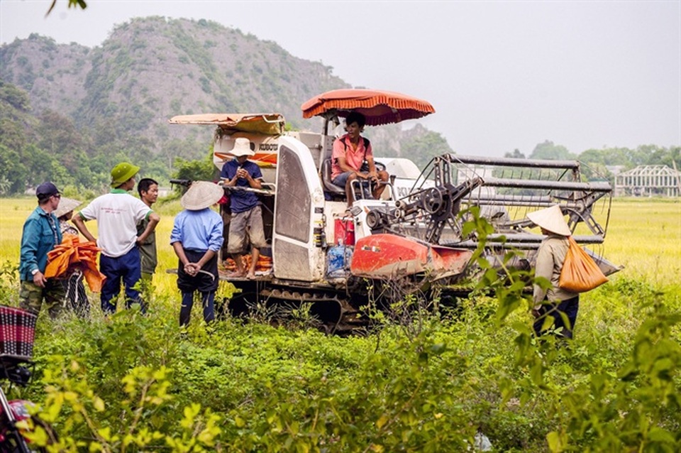 Ninh Bình được mùa: Những bức tranh tuyệt đẹp đầy màu sắc - 8 Ninh Bình được mùa: Những bức tranh tuyệt đẹp đầy màu sắc - 8