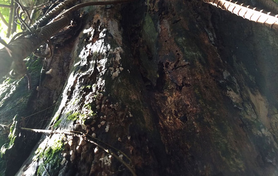 Nấm mốc ký sinh mọc dày đặc trên thân cây