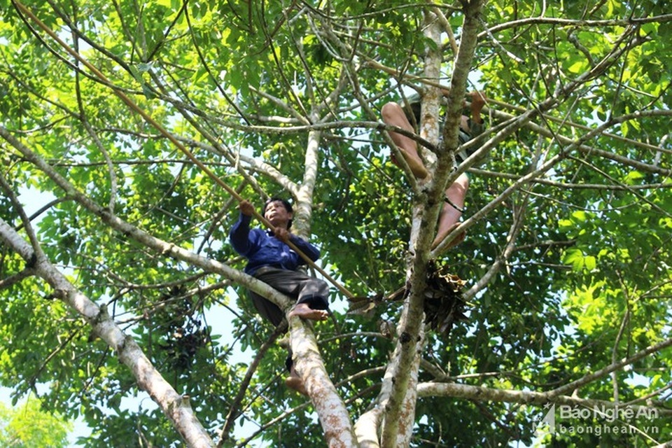 Mạo hiểm, liều mạng nghề ăn cơm dưới đất, hái trám "trên trời" - 8 Mạo hiểm, liều mạng nghề ăn cơm dưới đất, hái trám "trên trời" - 8