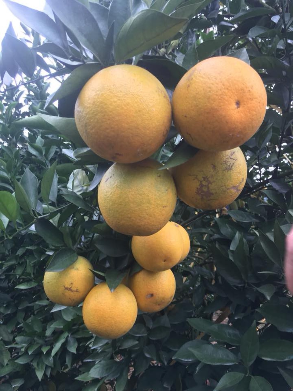 Siêu độc: Một cây cam Vinh "vỡ kế hoạch" có 1.000 quả, trả 20 triệu đồng - 8
Không thể đếm hết quả trên cây cam 3 tạ quả này, nhưng chủ nhân ước tính hơn 1.000 quả. Ảnh: Cảnh Thắng