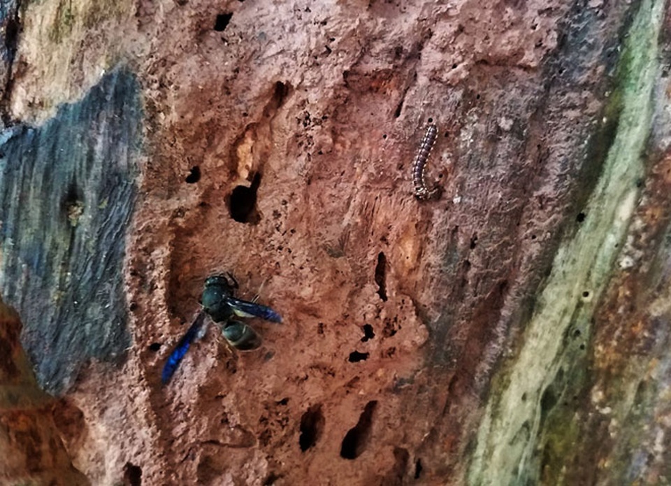 Cây sưa được ví như “khối vàng ròng” lộ thiên đang dần biến thành “củi mục”