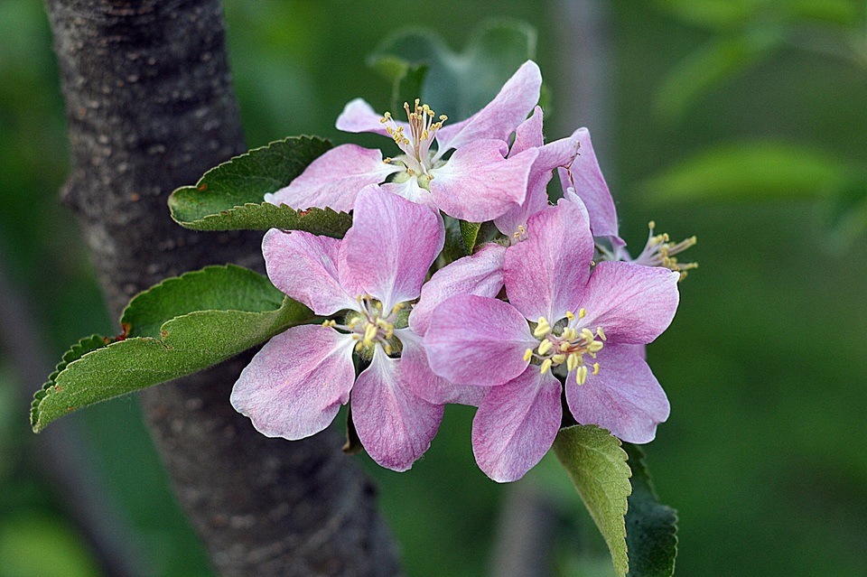 Mê mẩn loại táo Mỹ lạ..."xanh vỏ - hồng lòng" siêu dễ thương - 9
Hoa của loại táo kỳ lạ này
