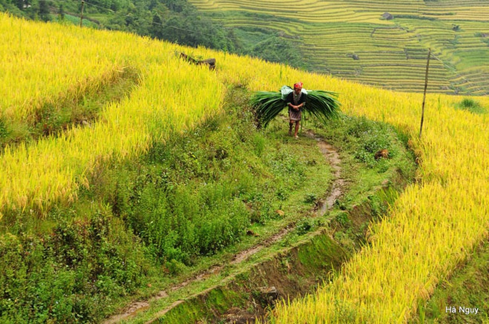 Y Tý "gợi tình" mùa lúa sóng sánh ánh vàng - 9 Y Tý "gợi tình" mùa lúa sóng sánh ánh vàng - 9