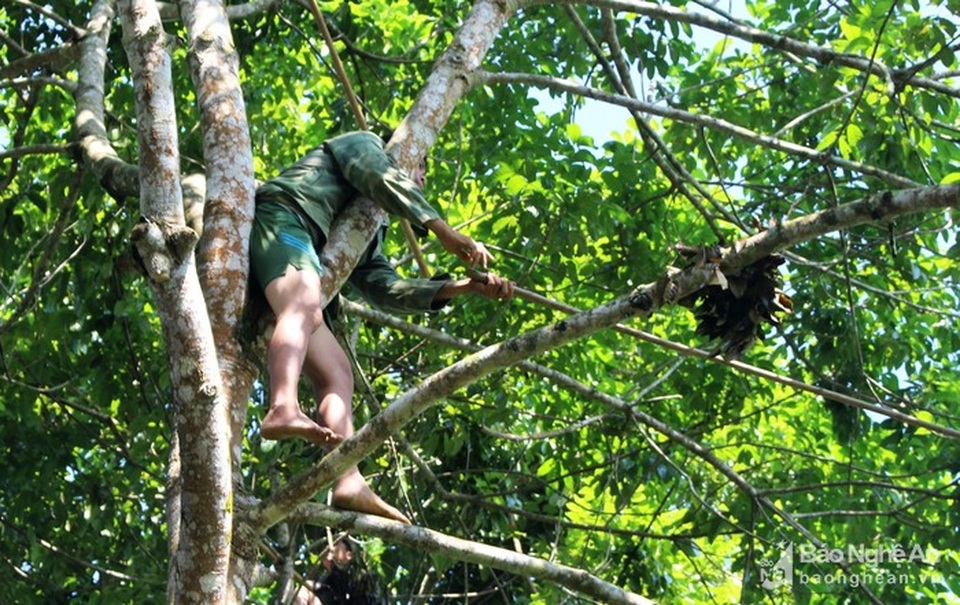 Mạo hiểm, liều mạng nghề ăn cơm dưới đất, hái trám "trên trời" - 9 Mạo hiểm, liều mạng nghề ăn cơm dưới đất, hái trám "trên trời" - 9