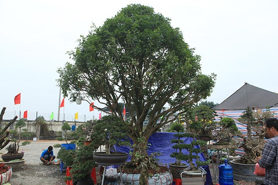 "Kỳ hoa dị thảo" dồn dập đổ về Hà Nội, dân chơi cây cảnh phát sốt - 9
Cây nguyệt quế có giá 250 triệu đồng