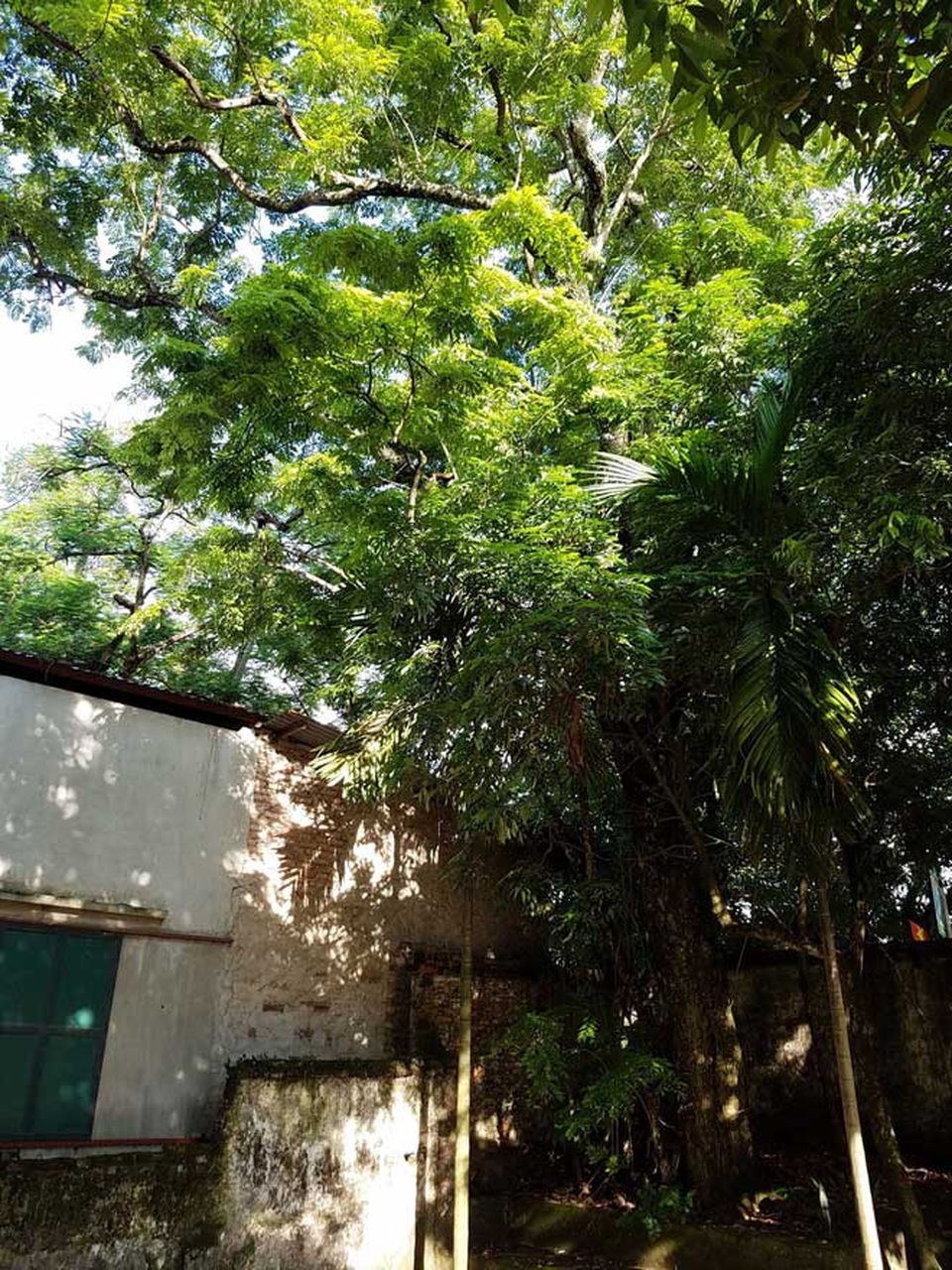 Cạnh cây sưa khủng, trong chùa làng Phụ Chính còn có 1 cây sưa khác, từng được định giá 50 tỷ.