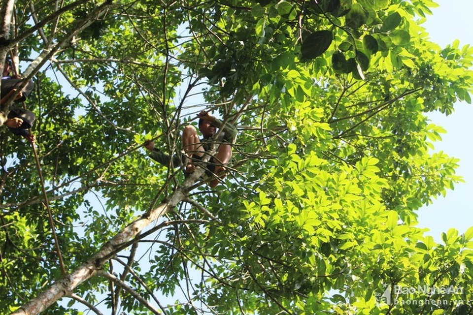 Mạo hiểm, liều mạng nghề ăn cơm dưới đất, hái trám "trên trời" - 10 Mạo hiểm, liều mạng nghề ăn cơm dưới đất, hái trám "trên trời" - 10