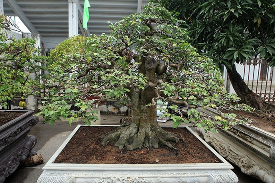 "Kỳ hoa dị thảo" dồn dập đổ về Hà Nội, dân chơi cây cảnh phát sốt - 10
Những tác phẩm rất đặc sắc khiến nhiều người mê mẩn