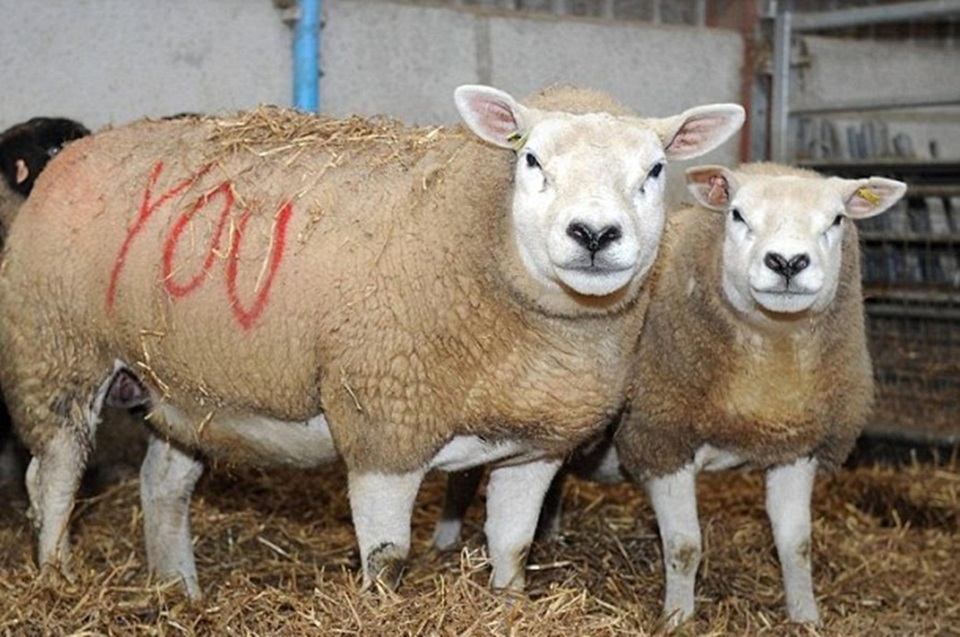 Stephen đã lẻn vào chuồng cừu khi bạn gái đi vắt sữa ở trang trại kế bên…