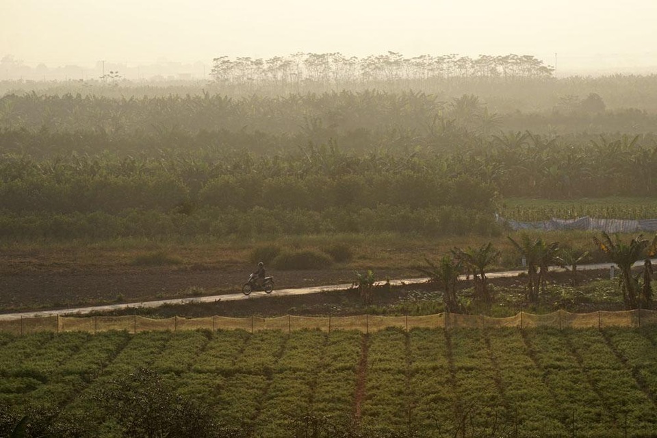 
Trên bãi sông này có nhiều khu đất canh tác hoa màu, tạo nên những thảm xanh rất đẹp mắt.
