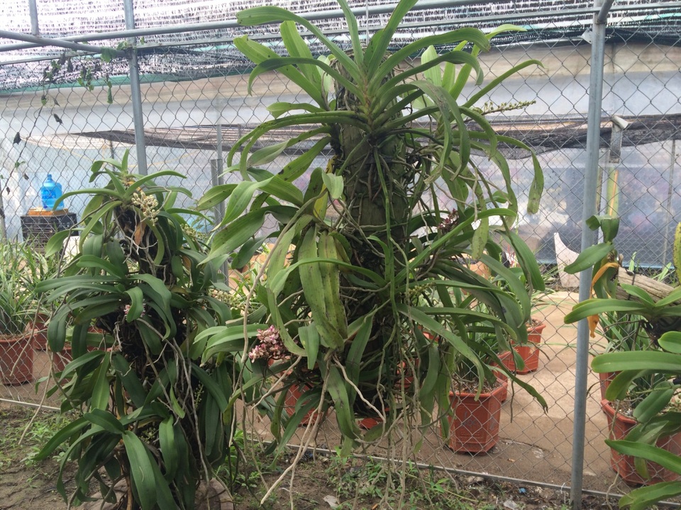 Những giò lan rừng "khủng" có giá hàng chục triệu đồng - 3 Những giò lan rừng "khủng" có giá hàng chục triệu đồng - 3