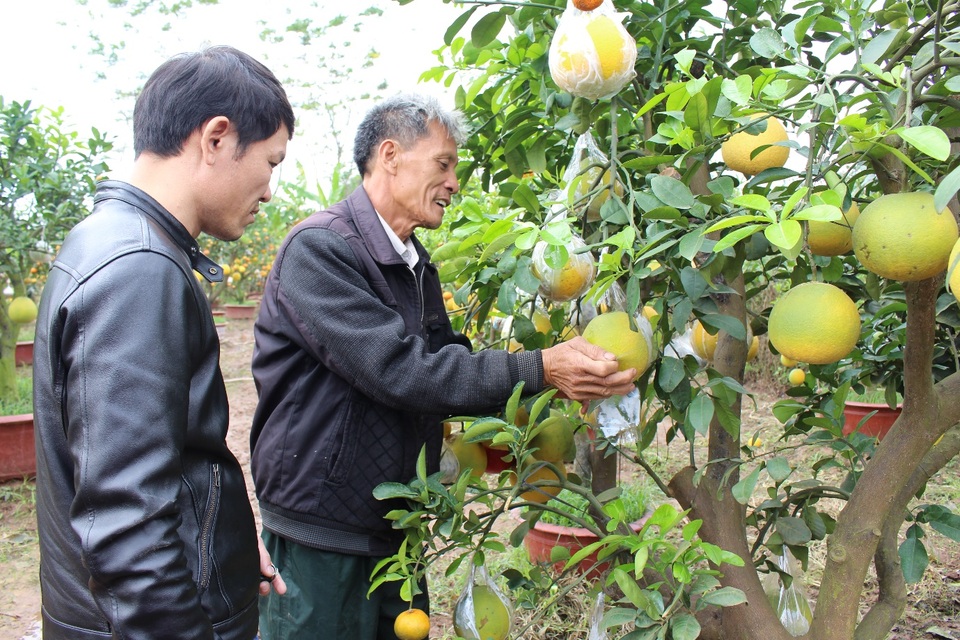 Lão nông thu lãi nửa tỷ đồng mỗi năm nhờ cây ghép 10 loại quả - 3 Ông Giáp tận tình chỉ cho khách cách tháo lớp băng dính bảo vệ quả.