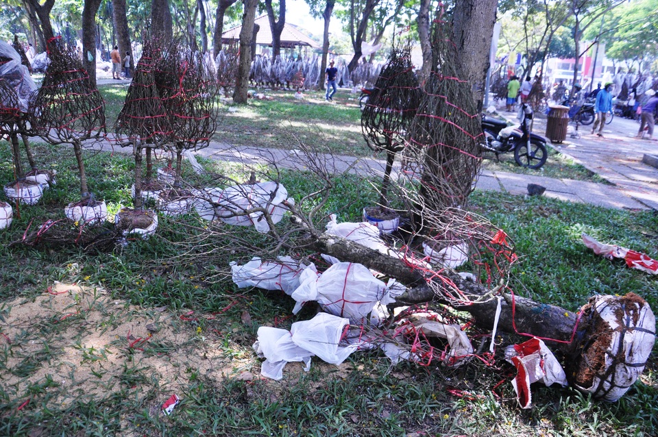 Cuối ngày 30 Tết, hoa, cây cảnh đồng loạt “xả hàng” - 4 
Những cây đào bị đập nát hoa để cho vào xe rác chứ không chịu bán rẻ, trong đó có những cây đào gốc khá lớn