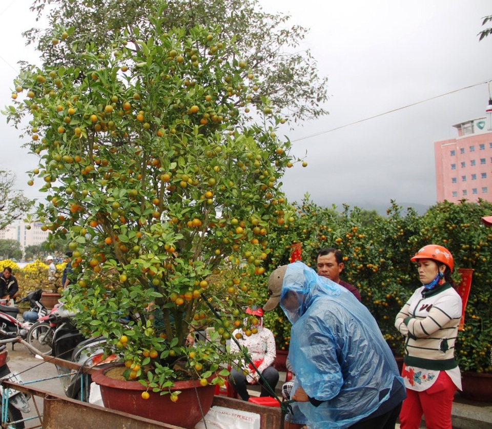 Hoa, kiểng ế ẩm, đồng loạt “xả hàng” chiều 30 Tết - 10 
Hàng quất vẫn ế, người bán hoa mong không phải hôm nay là đêm giao thừa