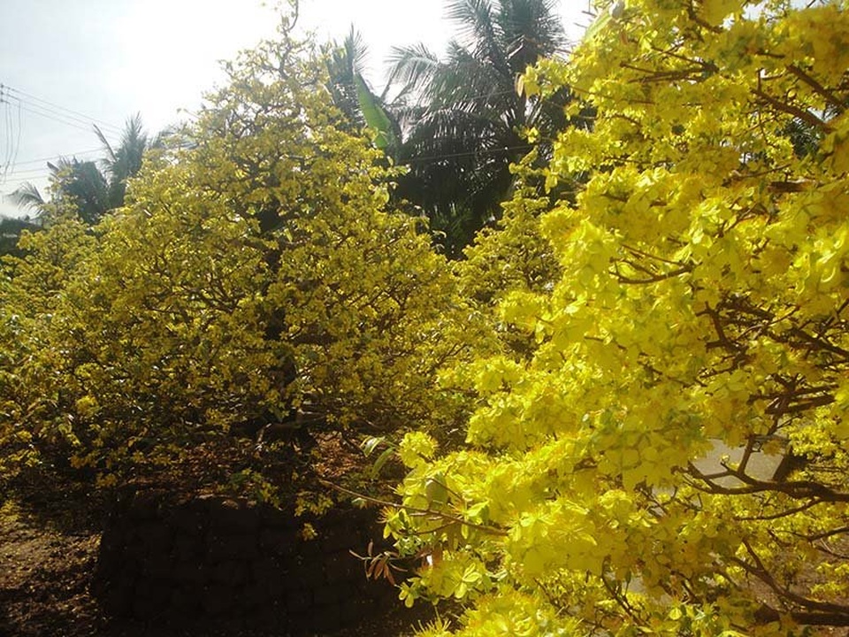 Ngắm vẻ đẹp “hút mắt” của làng mai tiền tỉ ngày đầu năm - 3 Ngắm vẻ đẹp “hút mắt” của làng mai tiền tỉ ngày đầu năm - 3