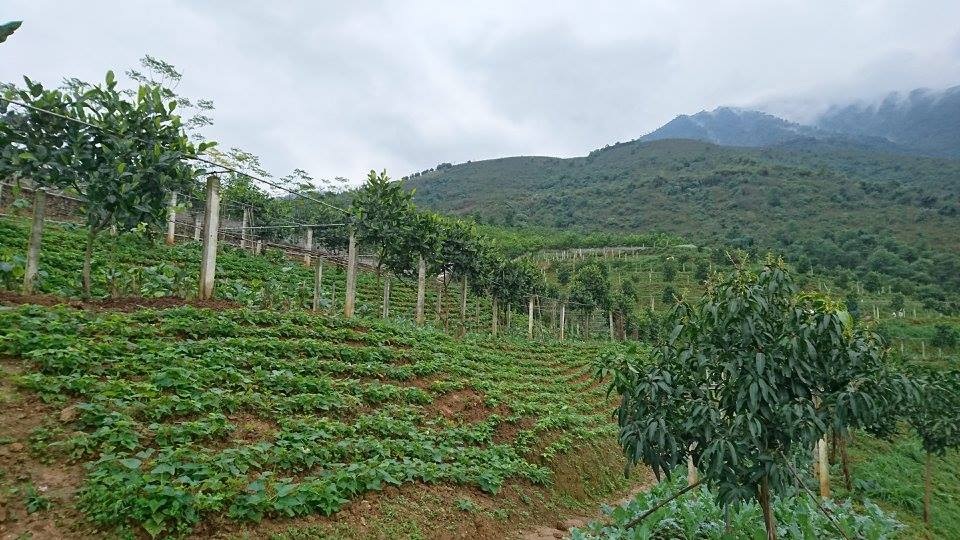 Nông trại hữa cơ Hoa Viên: Trồng rau hữu cơ, thực phẩm sạch theo mô hình khép kín - 3 Nông trại hữa cơ Hoa Viên: Trồng rau hữu cơ, thực phẩm sạch theo mô hình khép kín - 3
