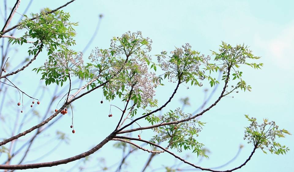 Hoa xoan dịu dàng gợi nhớ tuổi thơ - 3