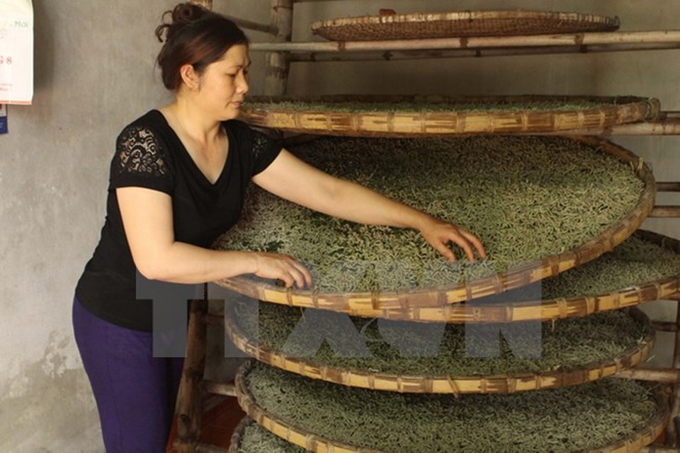 Thăng trầm nghề trồng dâu, nuôi tằm, dệt nhiễu Hồng Đô - 4 Nuôi tằm lấy tơ. (Ảnh: Khiếu Tư/TTXVN)