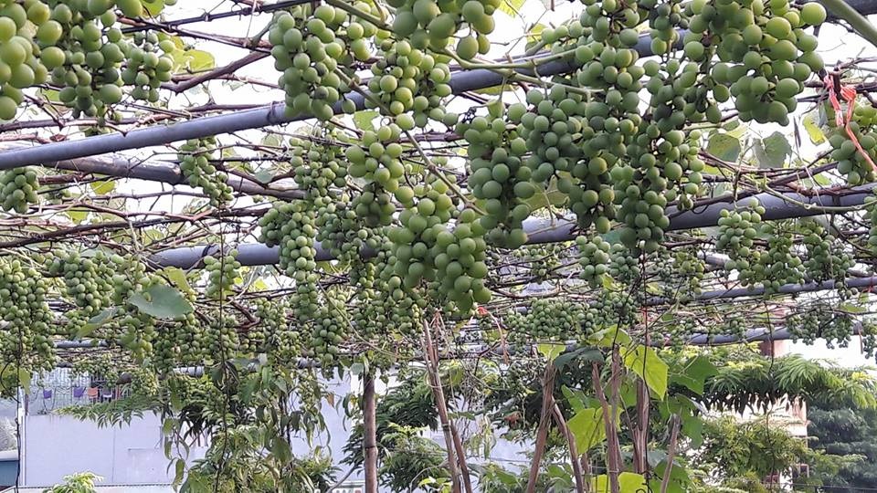 "Siêu nông dân ruộng bê tông": 35m2 sân thượng thu 2 tạ nho - 4 "Siêu nông dân ruộng bê tông": 35m2 sân thượng thu 2 tạ nho - 4