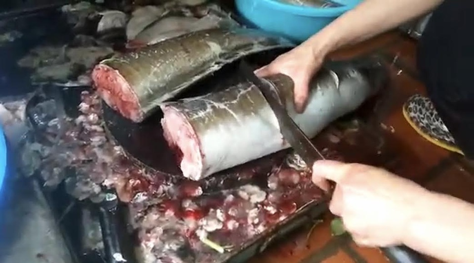 Đại gia Hà thành nhậu con cá chình khổng lồ giá 45 triệu đồng - 4
Con cá được thịt sẵn trước khi đưa đến nhà đại gia