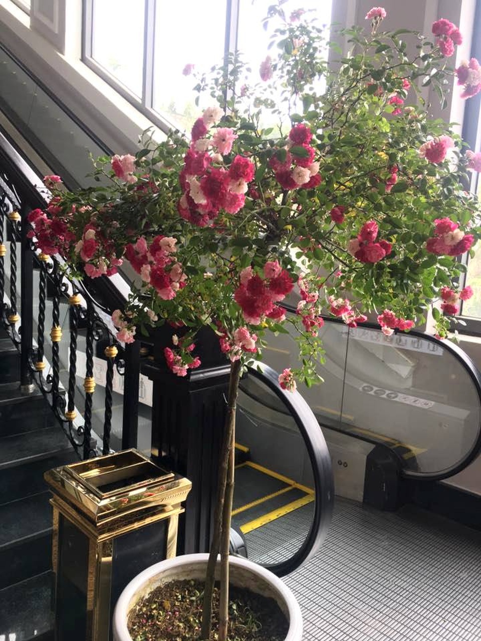 Ngỡ ngàng trước “khung trời hoa” rực rỡ, đẹp đến nao lòng - 3