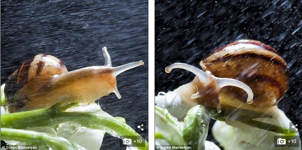 Bộ ảnh tuyệt đẹp về loài ốc sên dưới mưa - 3