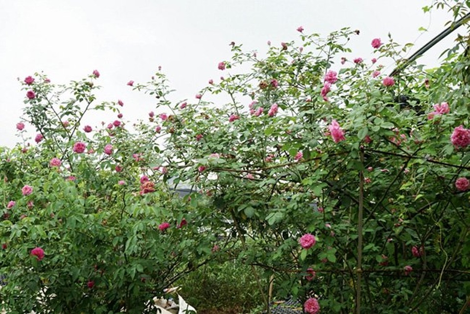 Chồng bỏ lương 100 triệu cùng vợ trồng 100 ngàn cây hoa hồng - 4 Chồng bỏ lương 100 triệu cùng vợ trồng 100 ngàn cây hoa hồng - 4