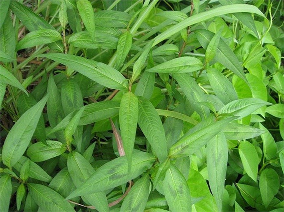 Nhiều bà vợ vô tình khiến chồng yếu sinh lý bởi thường xuyên nấu những thực phẩm này - 4 Nhiều bà vợ vô tình khiến chồng yếu sinh lý bởi thường xuyên nấu những thực phẩm này - 4