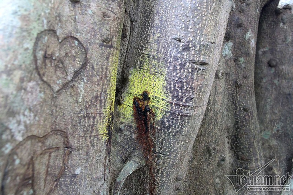 Cây 800 tuổi ở Đà Nẵng "đau đớn" vì chằng chịt "lời tỏ tình" - 4 Cây 800 tuổi ở Đà Nẵng "đau đớn" vì chằng chịt "lời tỏ tình" - 4