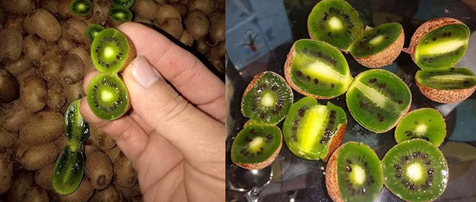 Nhìn đã chảy nước miếng, chị em tranh mua kiwi tí hon 1 triệu đồng/kg - 4
Kiwi rừng xuất hiện tại một số tỉnh vùng cao ở Việt Nam có hình dáng giống kiwi dâu