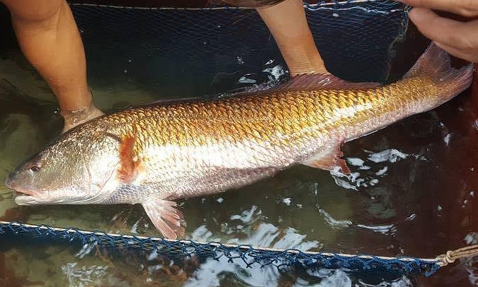 Bong bóng cá chục triệu đồng/kg, có loại 1 tỷ đồng/kg chỉ bán cho nhà giàu Việt - 4
Bong bóng cá sủ vàng có giá bán khủng trên thị trường.