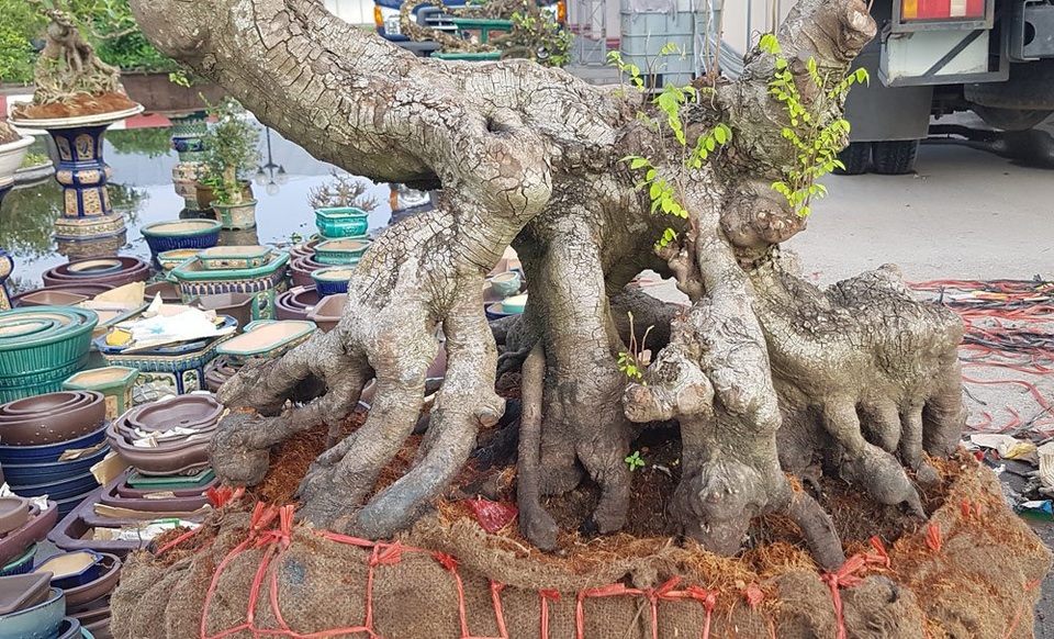 
Khế gân cho bộ rễ rất quái dị, tạo nên nhiều hang hốc
