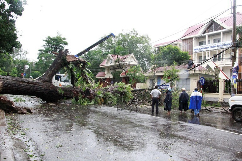 Cây lớn đổ rạp chắn ngang mặt đường
