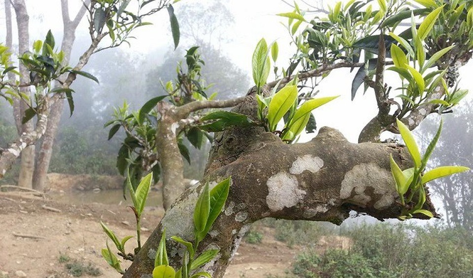 Kỳ bí rừng chè cổ thụ 1.000 năm tuổi 1.500m trên đỉnh Khang Su Văn - 4 Kỳ bí rừng chè cổ thụ 1.000 năm tuổi 1.500m trên đỉnh Khang Su Văn - 4