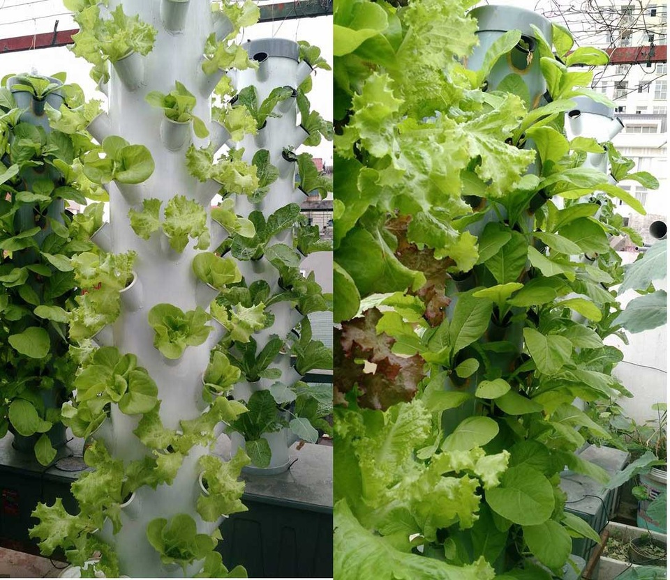 Kỳ lạ: Trồng rau trên cột nhựa, vườn cây mọc nghiêng trên lưng trời - 4
Rau xà lách xanh mướt