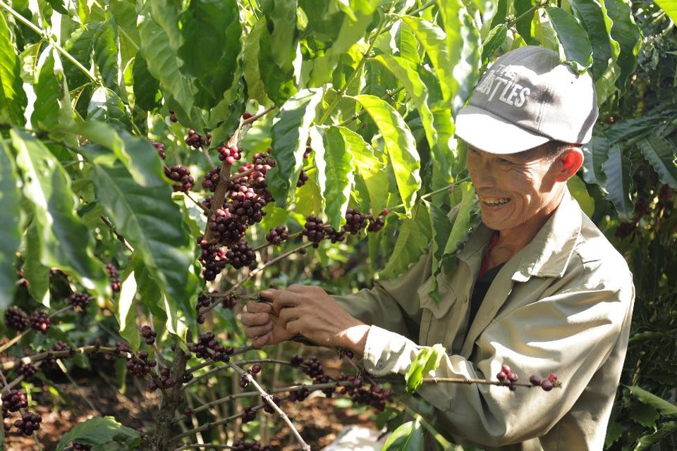 Giữ vững vị thế của cà phê Việt: Khó hay dễ? - 3 Hàng năm tập đoàn này còn thu mua 20 - 25% sản lượng cà phê Việt Nam